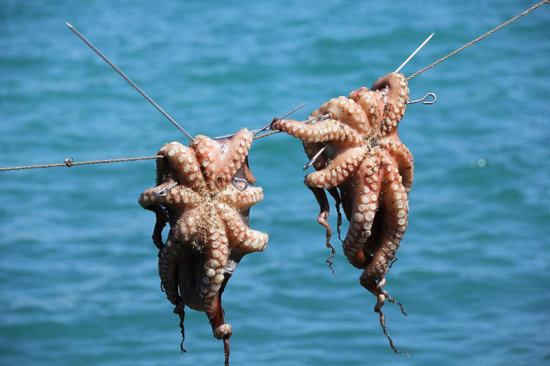 octopus-greg_montani1.jpg