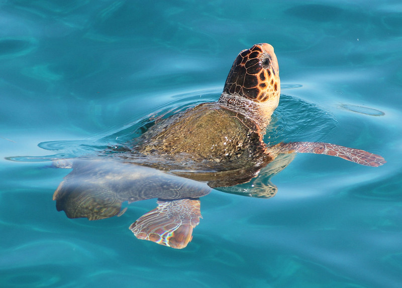 caretta_caretta.jpg