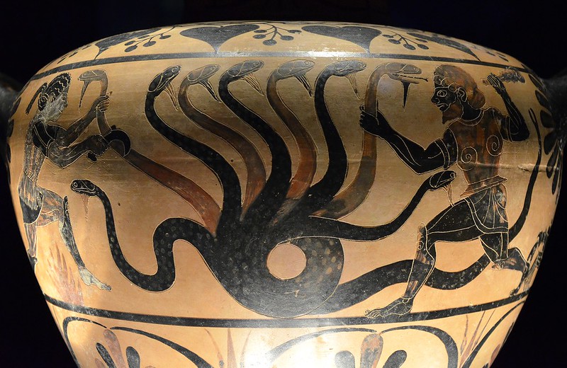 hydra carole raddato m flickr.jpg