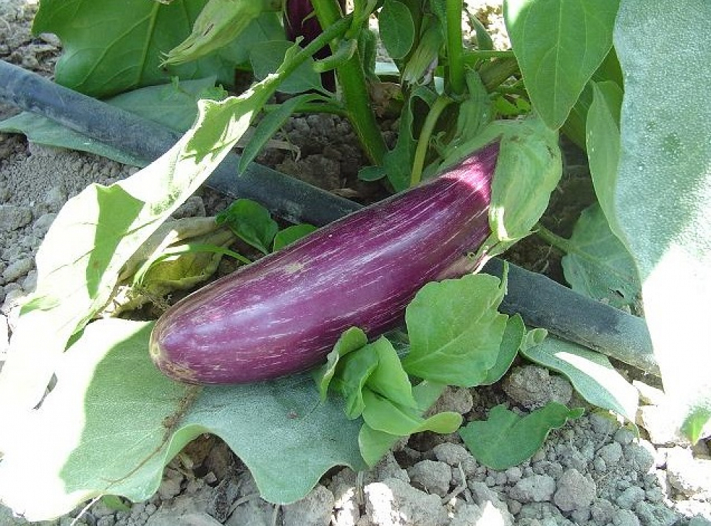 tsakonian_eggplant.jpg