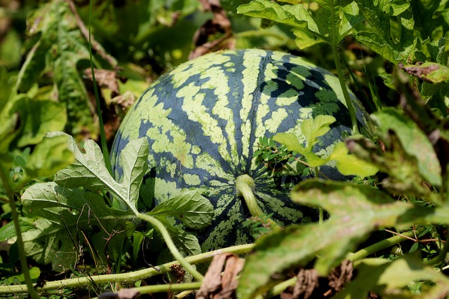 watermelon_plant_elis.jpg
