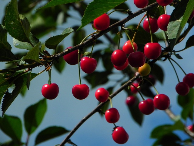 arcadian_sour_cherries.jpg