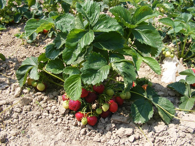 strawberries_elis.jpg