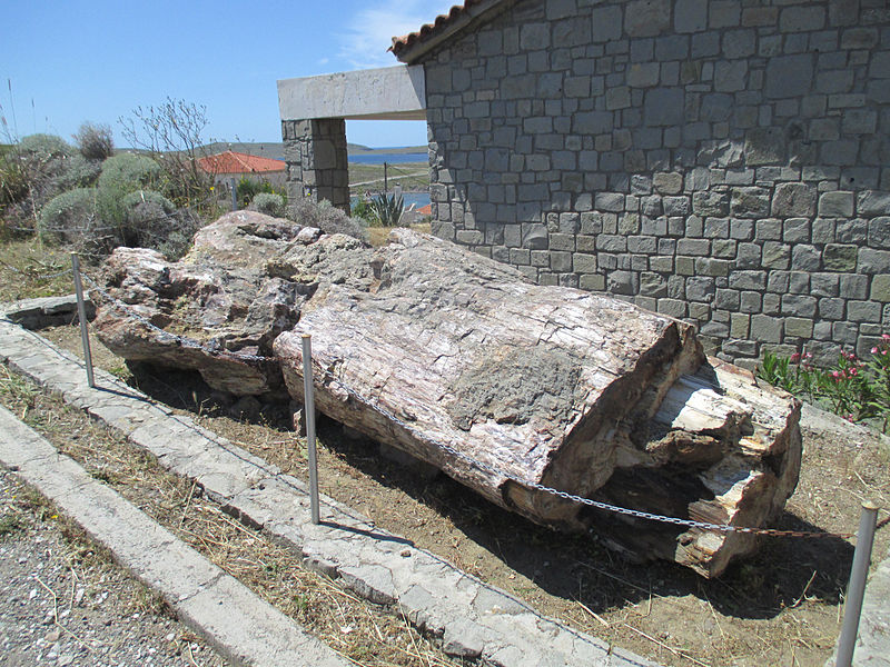 Natural_History_Museum_of_the_Lesvos_Petrified_Forest_3.jpg