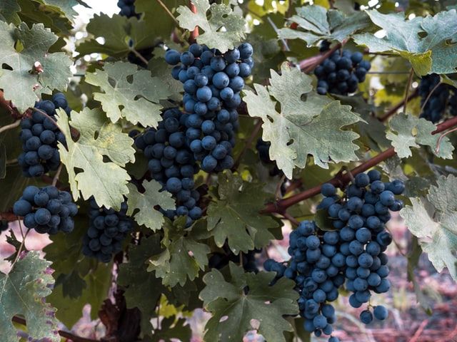 purple grapes on the vine