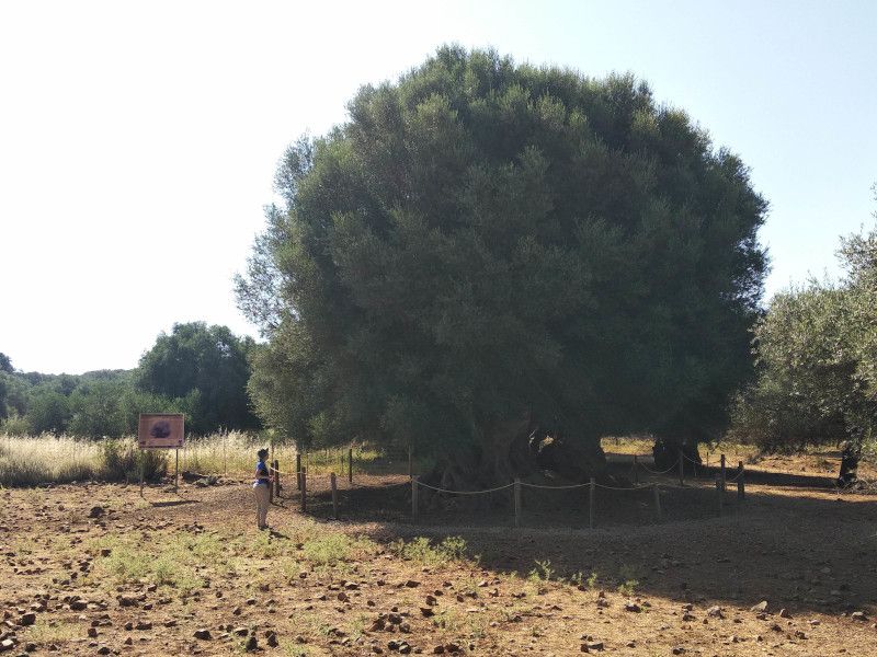 a woman watching one of Crete's oldest olive trees