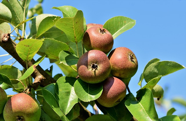 arcadian_apples.jpg