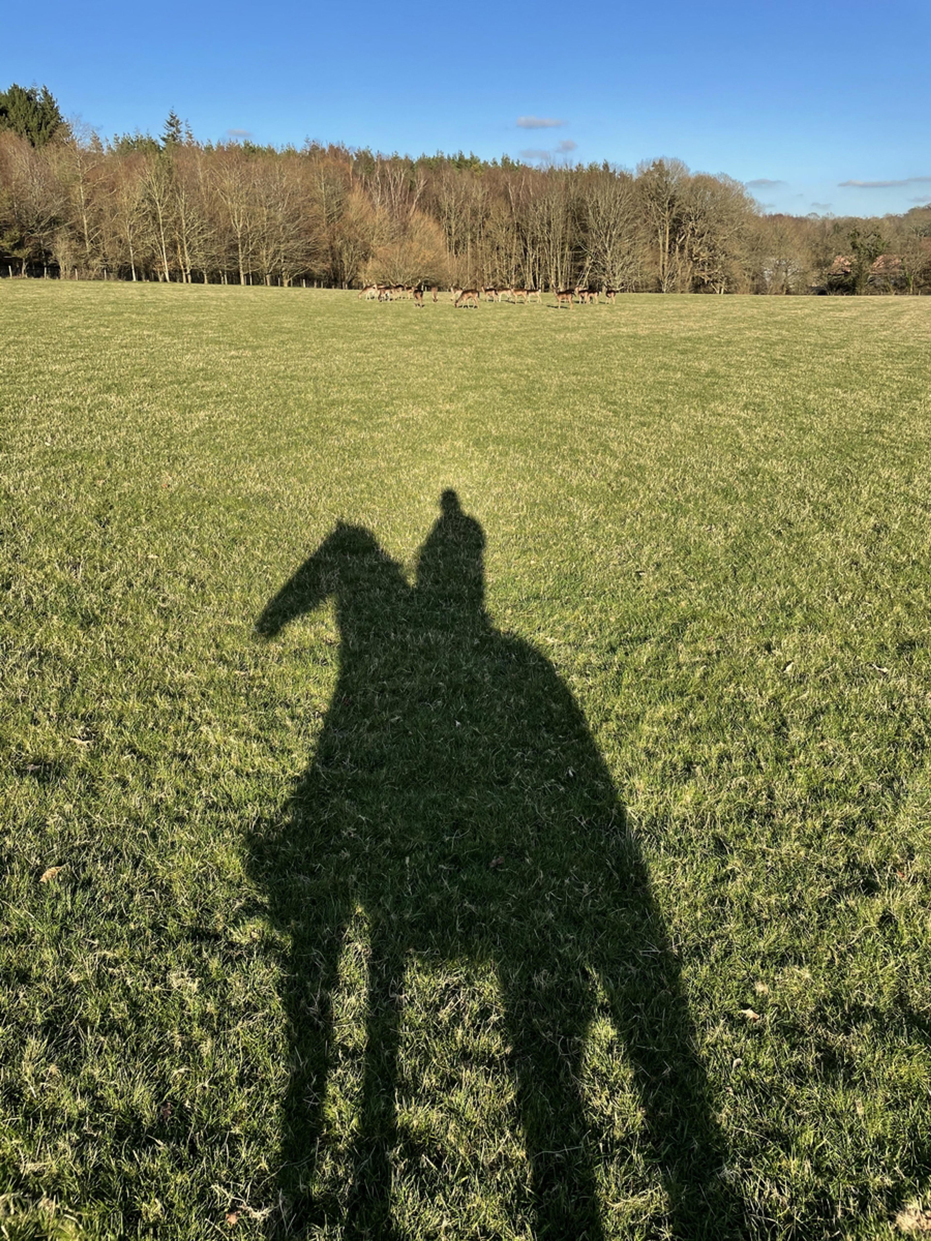 iPhone photo of Paul on horseback, silhouetted against the sun as he rides across a grassy field.