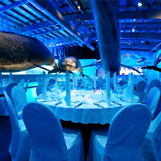 Whales of Iceland - Venue