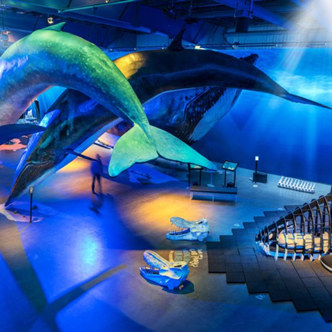 Whales of Iceland - Venue