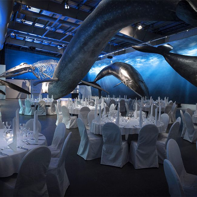 Whales of Iceland - Venue