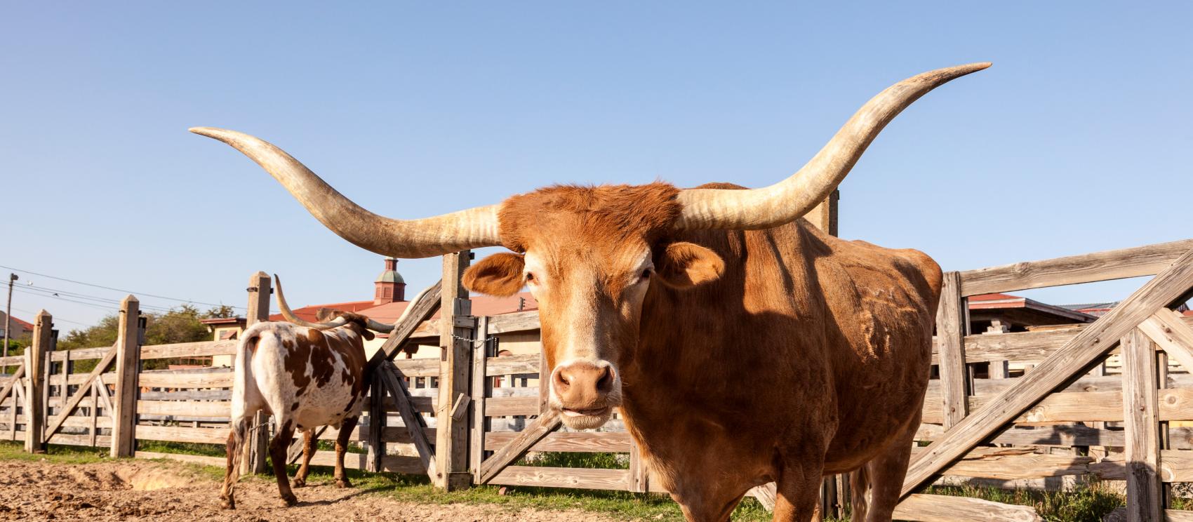 America UK Store Let's Texas