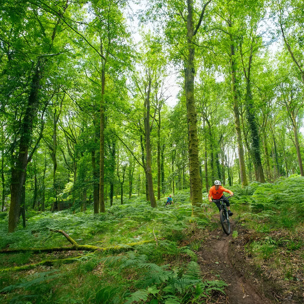 Riders shredding the trails in the woods on Merida mountain bikes