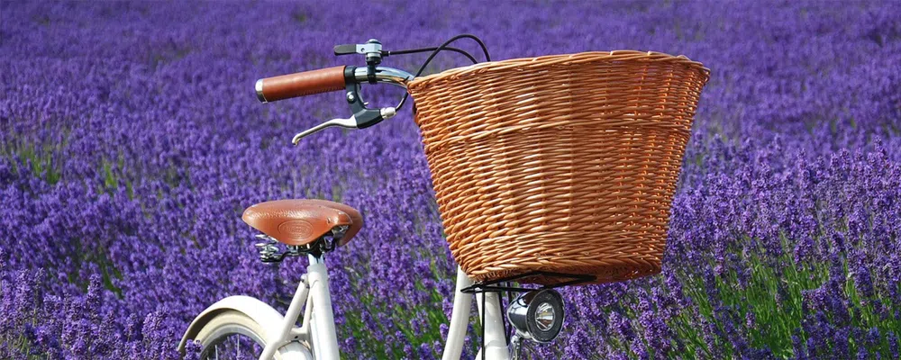 bike with a basket in a lavender field