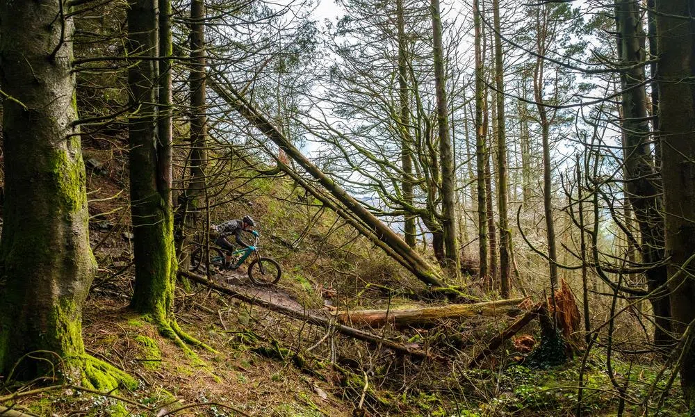 mountain bike on trail through the woods