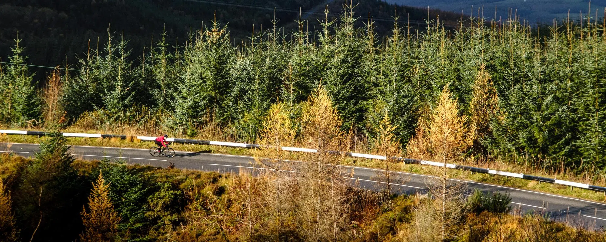 road cyclist in woodland landscape