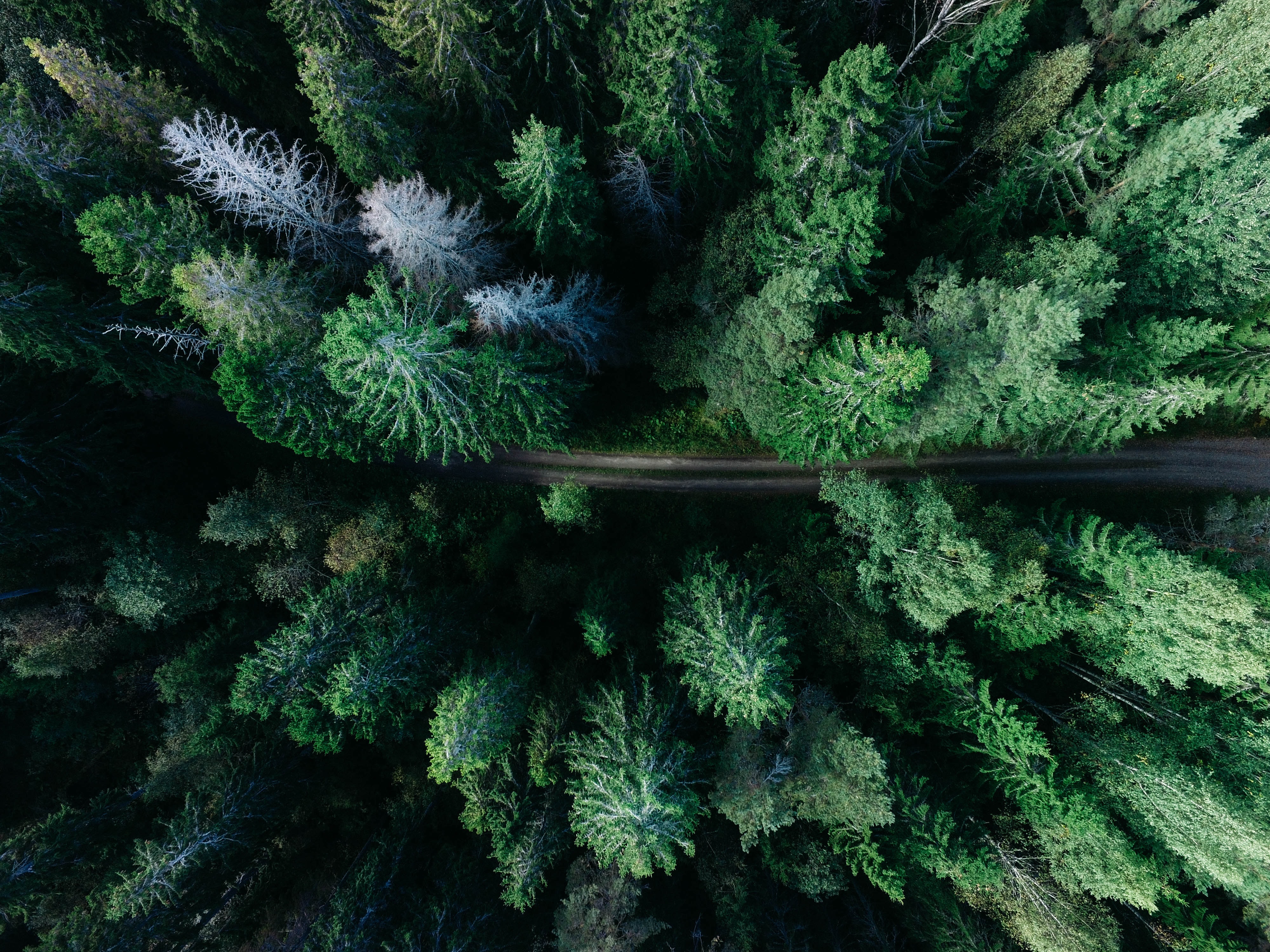 Forest 