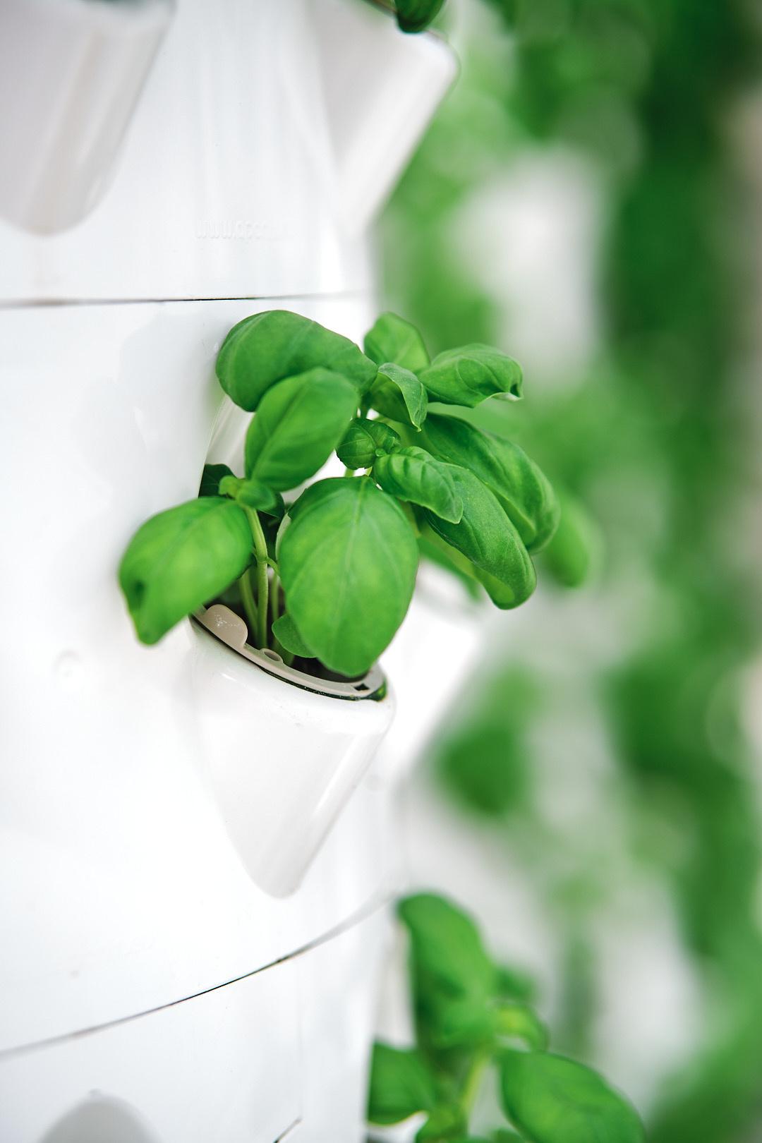 Picture of barrel filled with a growing plant from Raiz in Lisbon, Portugal