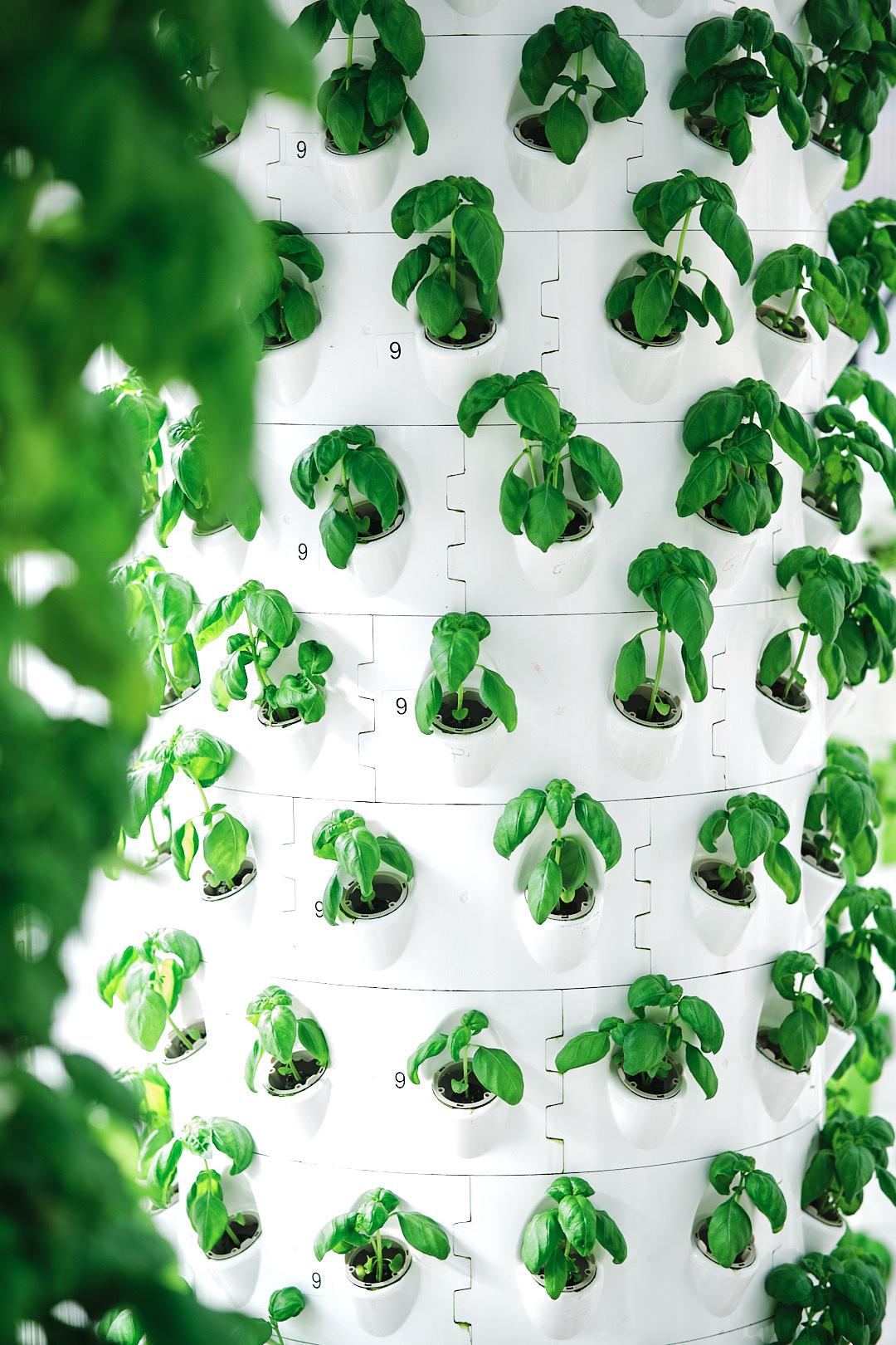 Picture of a barrel filled with growing greens from Raiz in Lisbon, Portugal