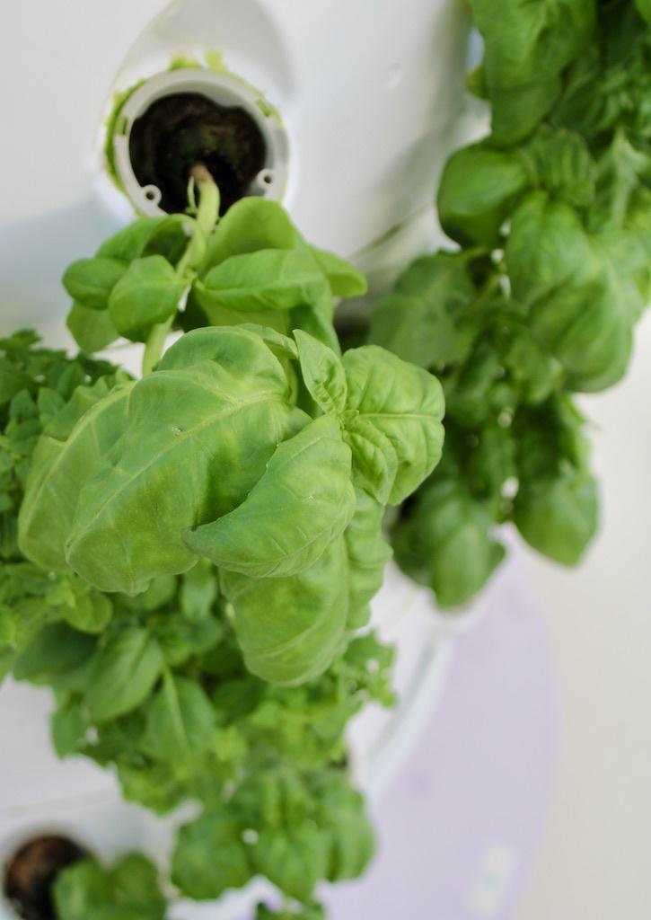 hydroponic system