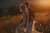 newlyweds walking through a field during a sunset