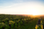 a buttercup field during a sunset