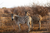 zebras in the sahara desert located in south africa