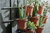 Plants in wall planter