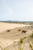 camels walking on the gobi desert 