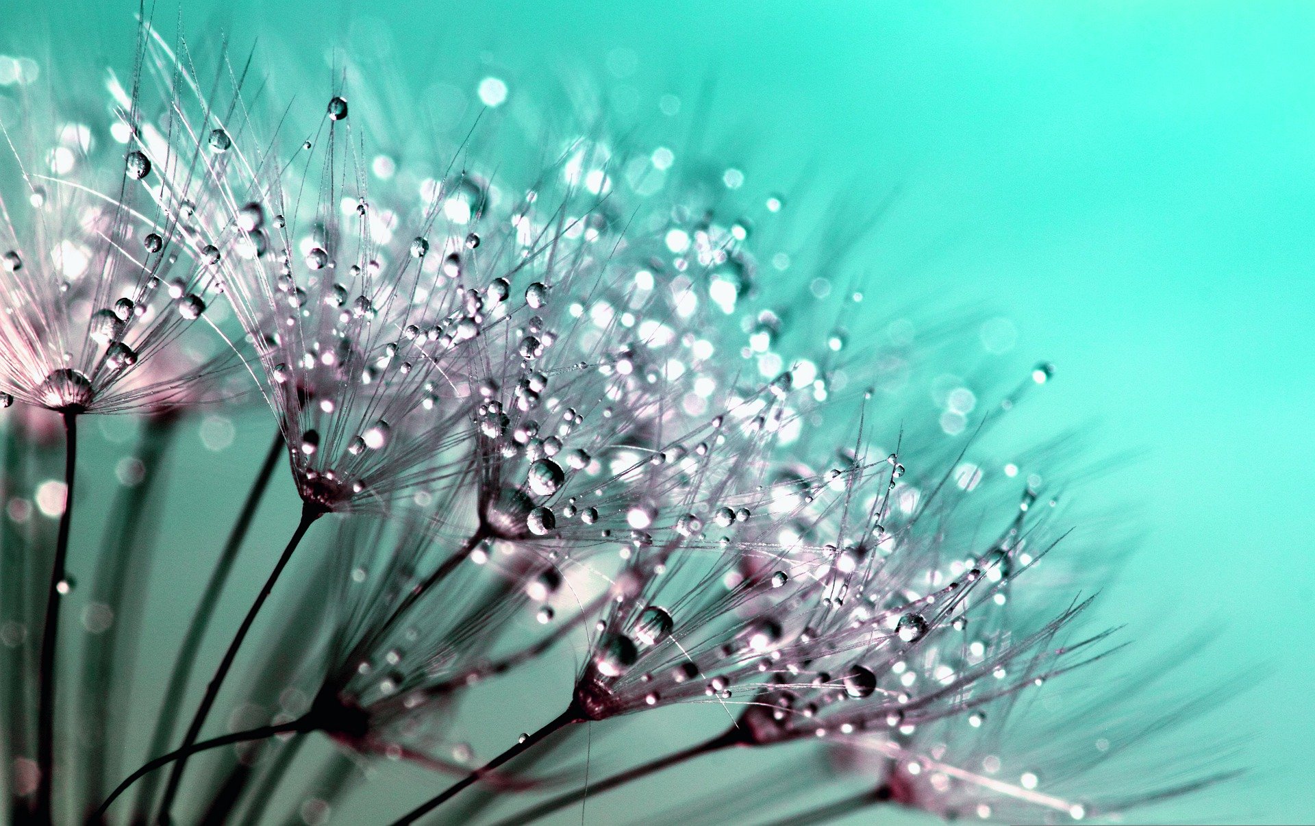 Dandelion Beer - The New Craze Sweeping Argentina