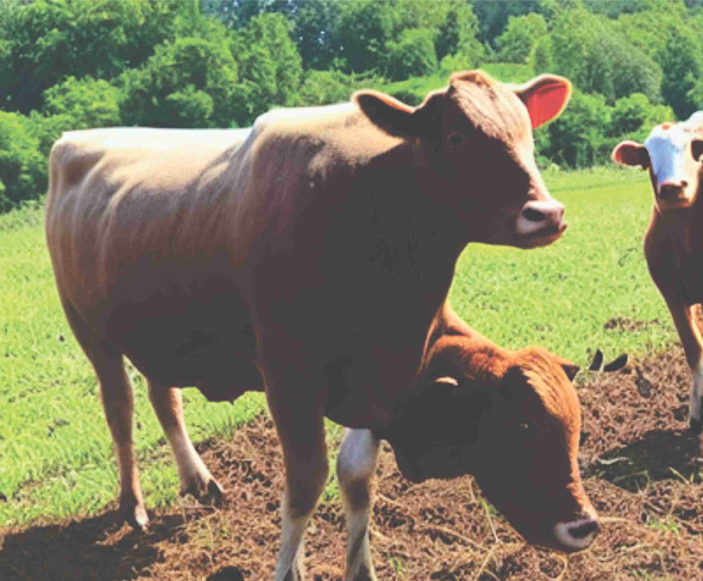How Livestock Play a Vital Role in Regenerative Agriculture