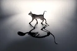 chat de schrodinger.webp