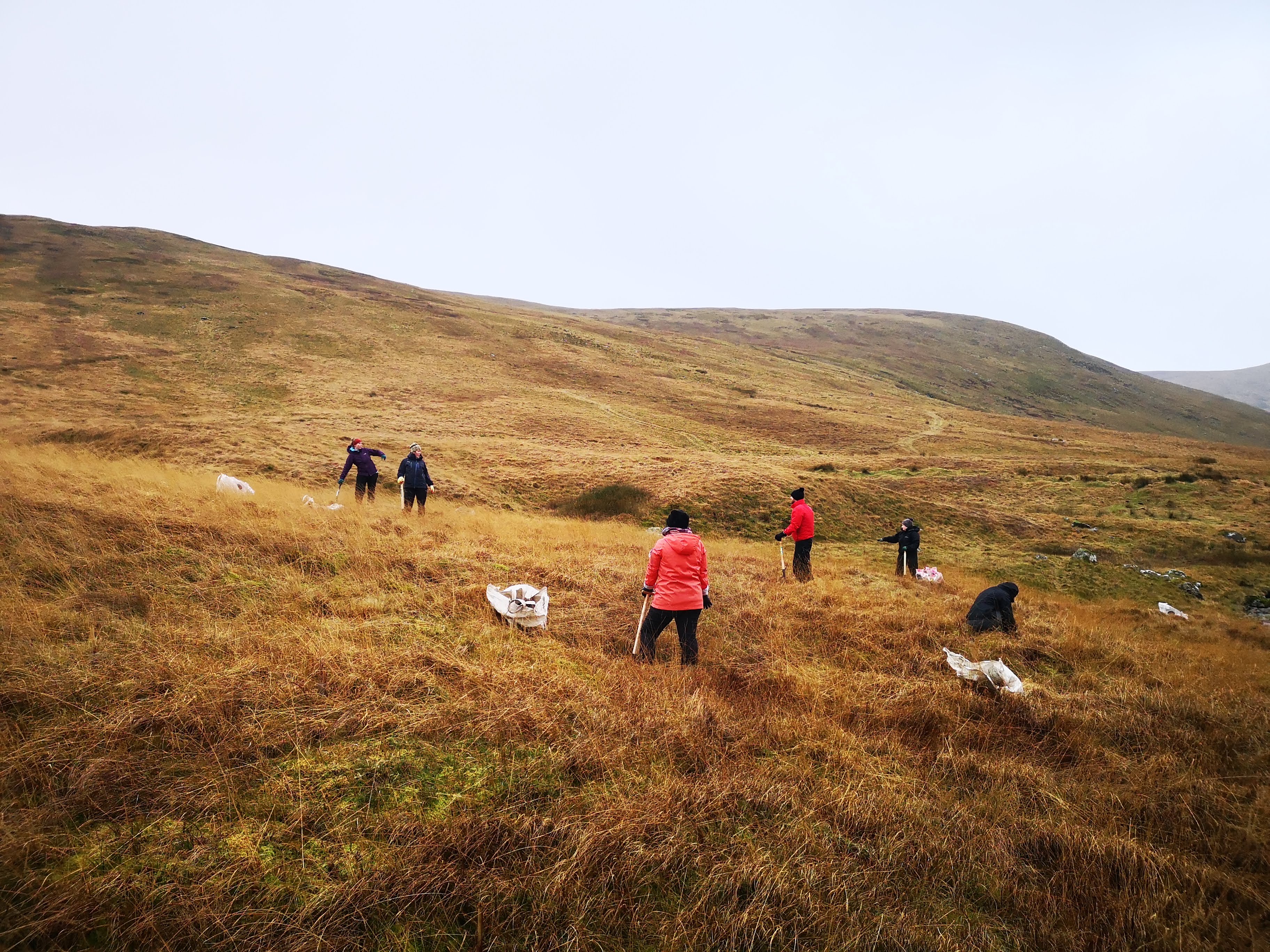 people in field planting trees