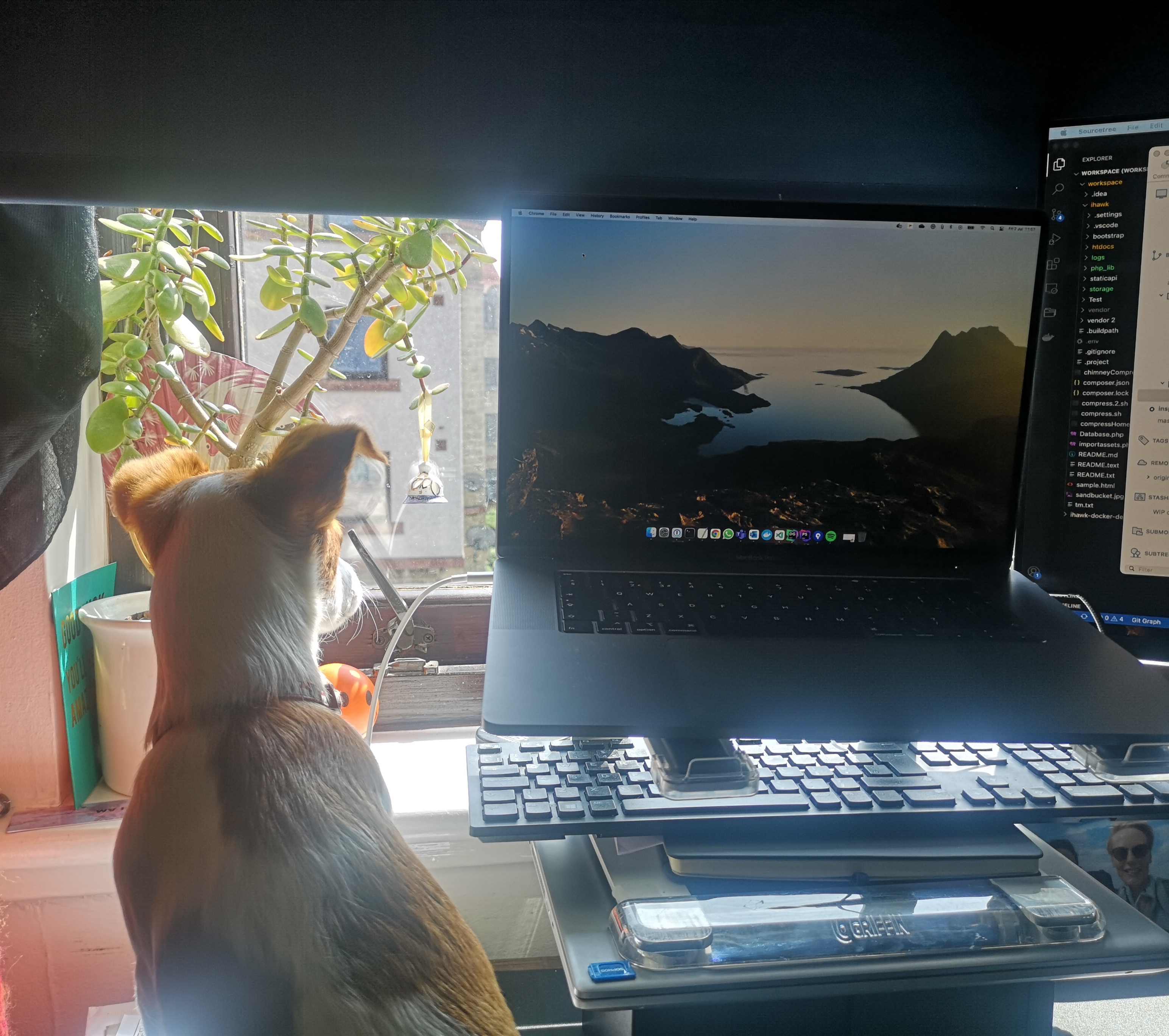 dog looking out window next to laptop