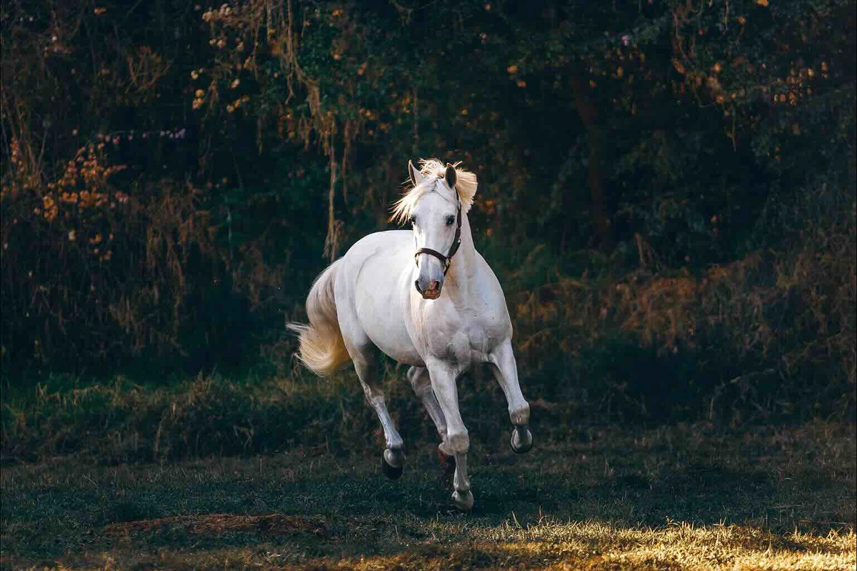 What is moon blindness in horses?