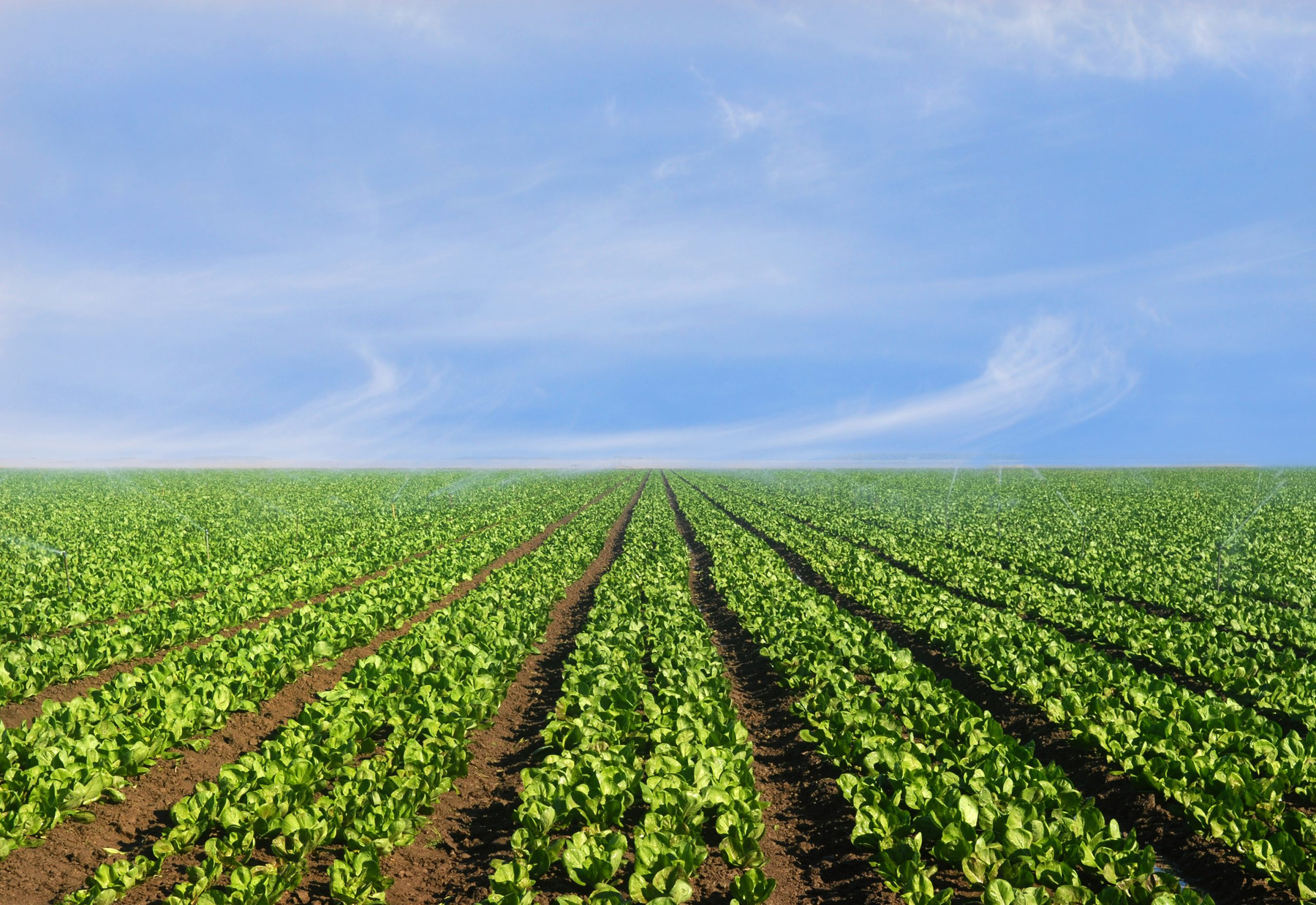 Net Zero Agriculture: A Practical Roadmap | Events | Environment APPG