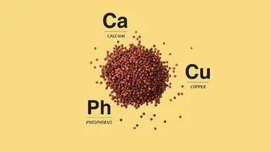 Red Quinoa