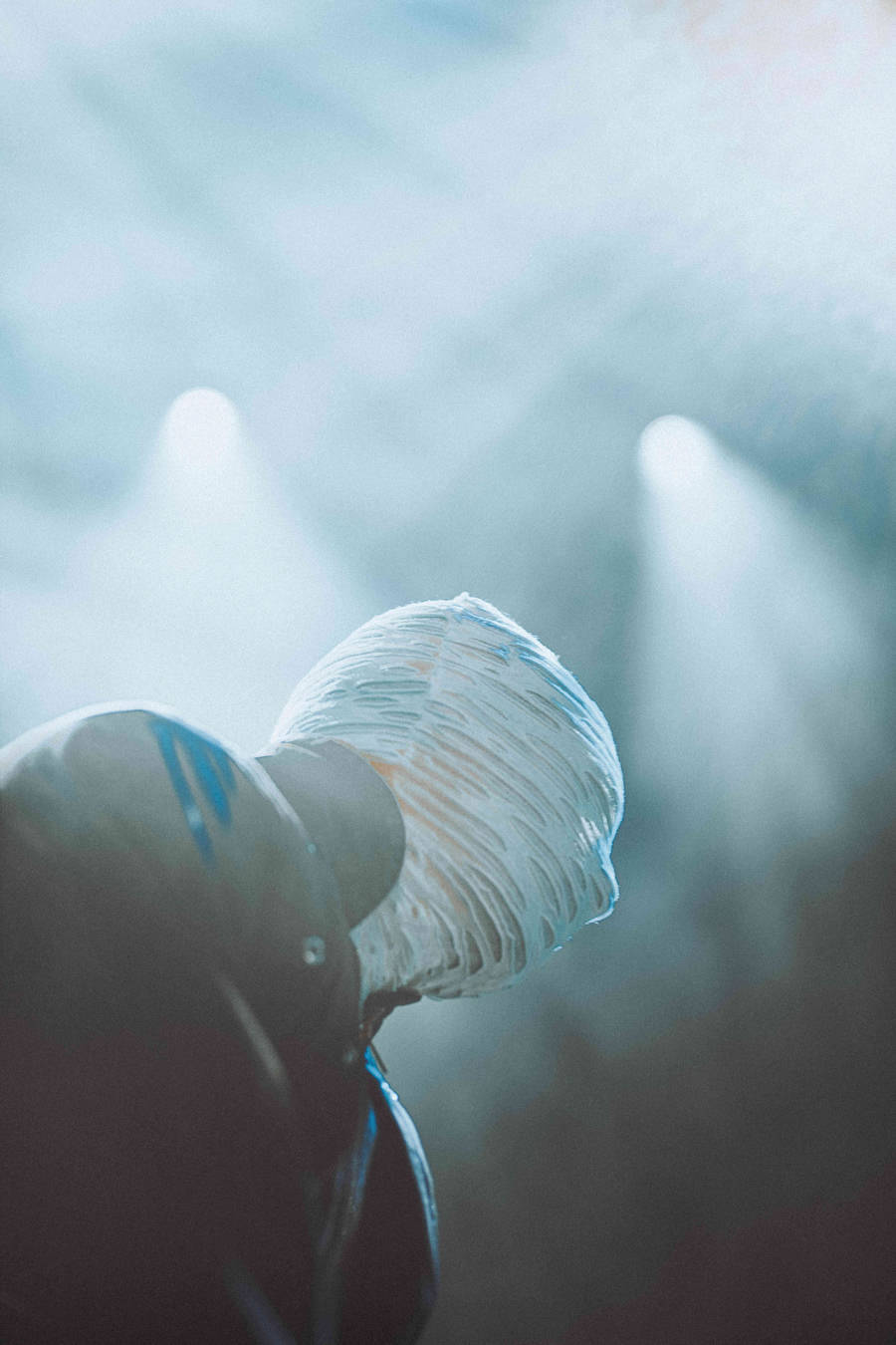 Concert | Sunborn