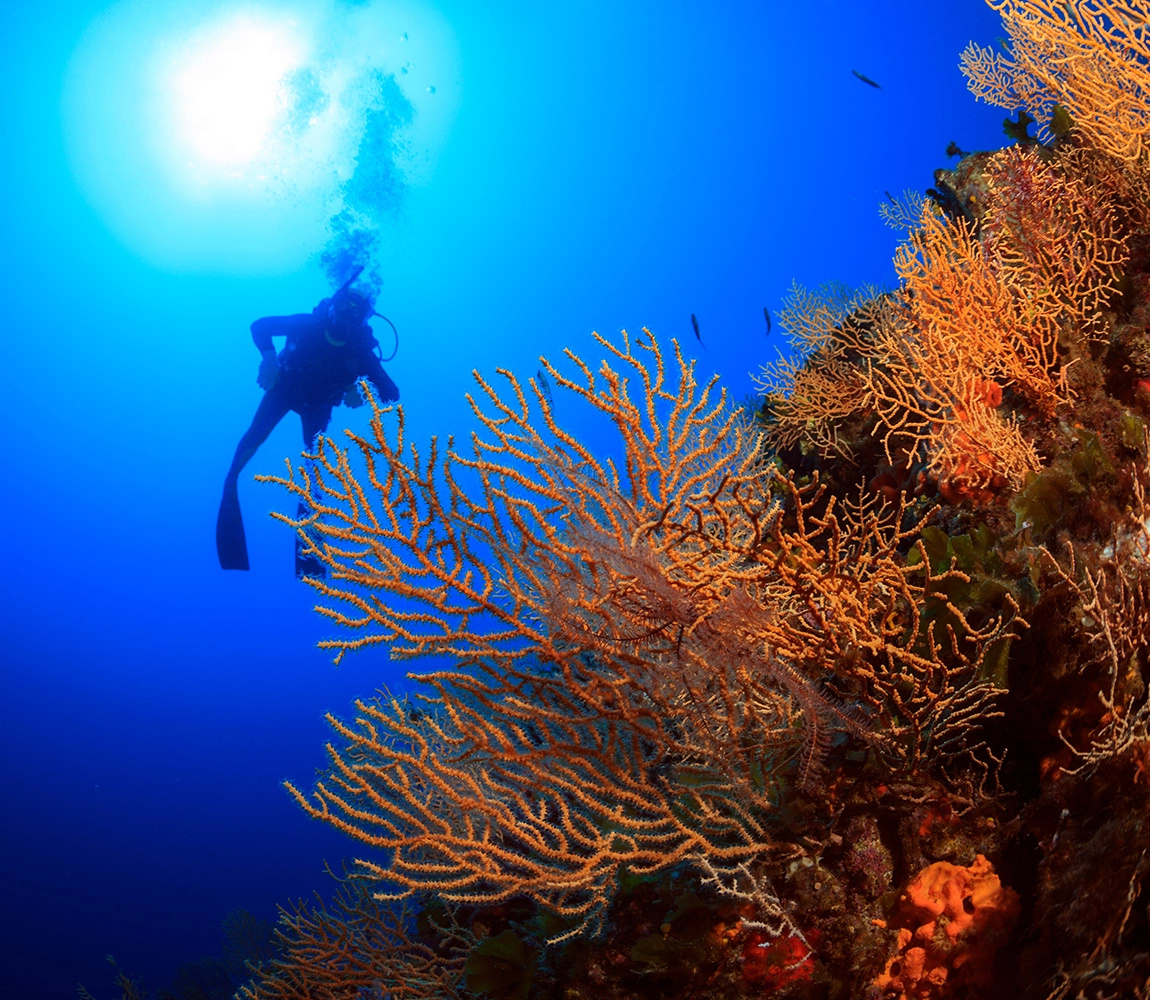 Image of diver in the water weraing diving suit taken from behind a coral