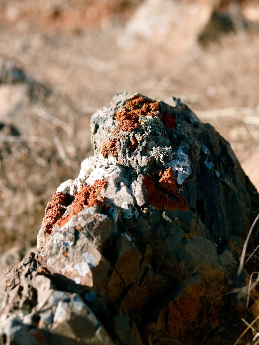 rock covered with red moss on a mountain in Fuerteventura