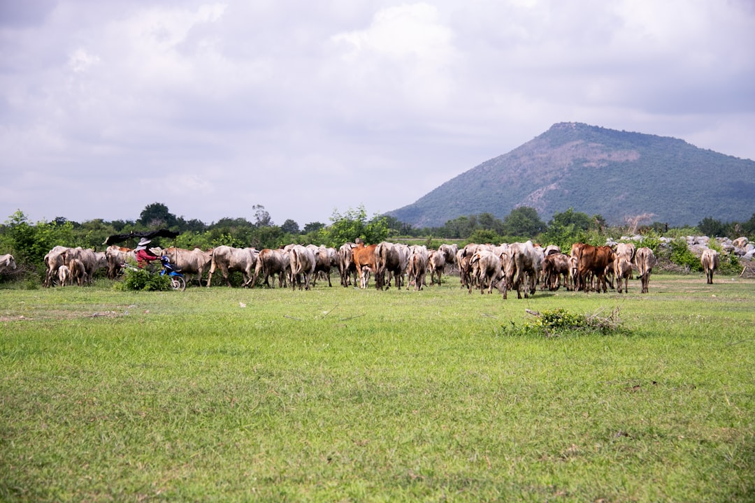 Kogi Invests in Livestock Sector with Market Upgrade Project