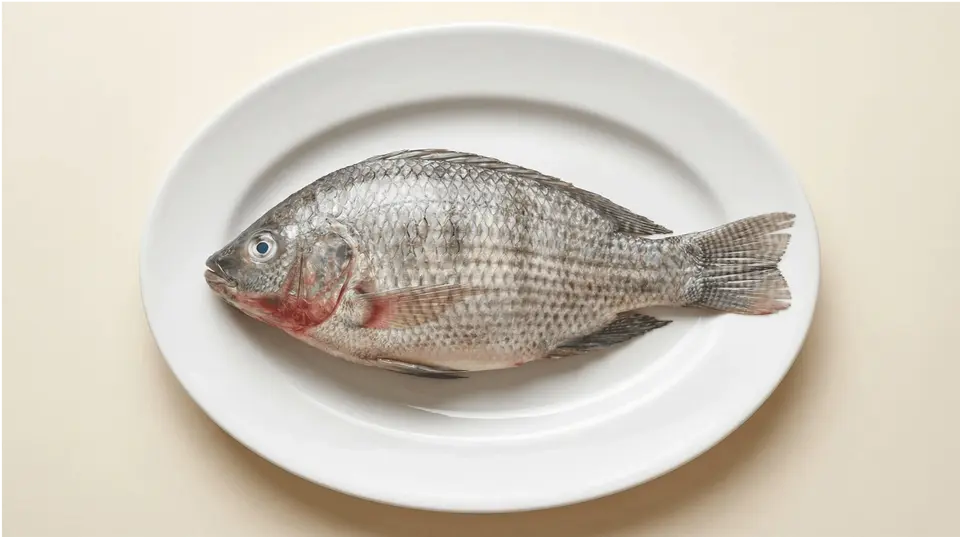 Tilapia