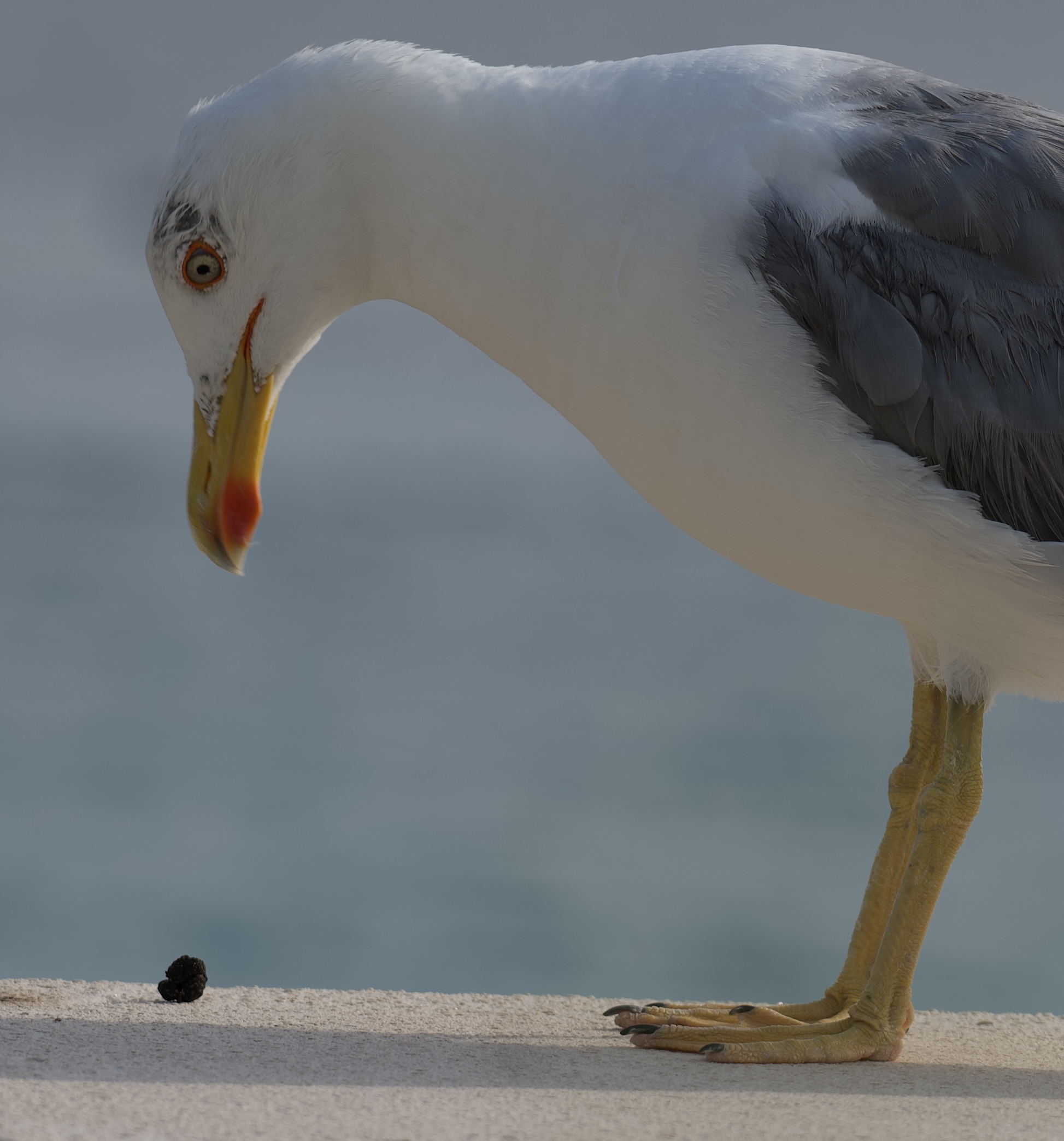 Seagull in  Menorca.