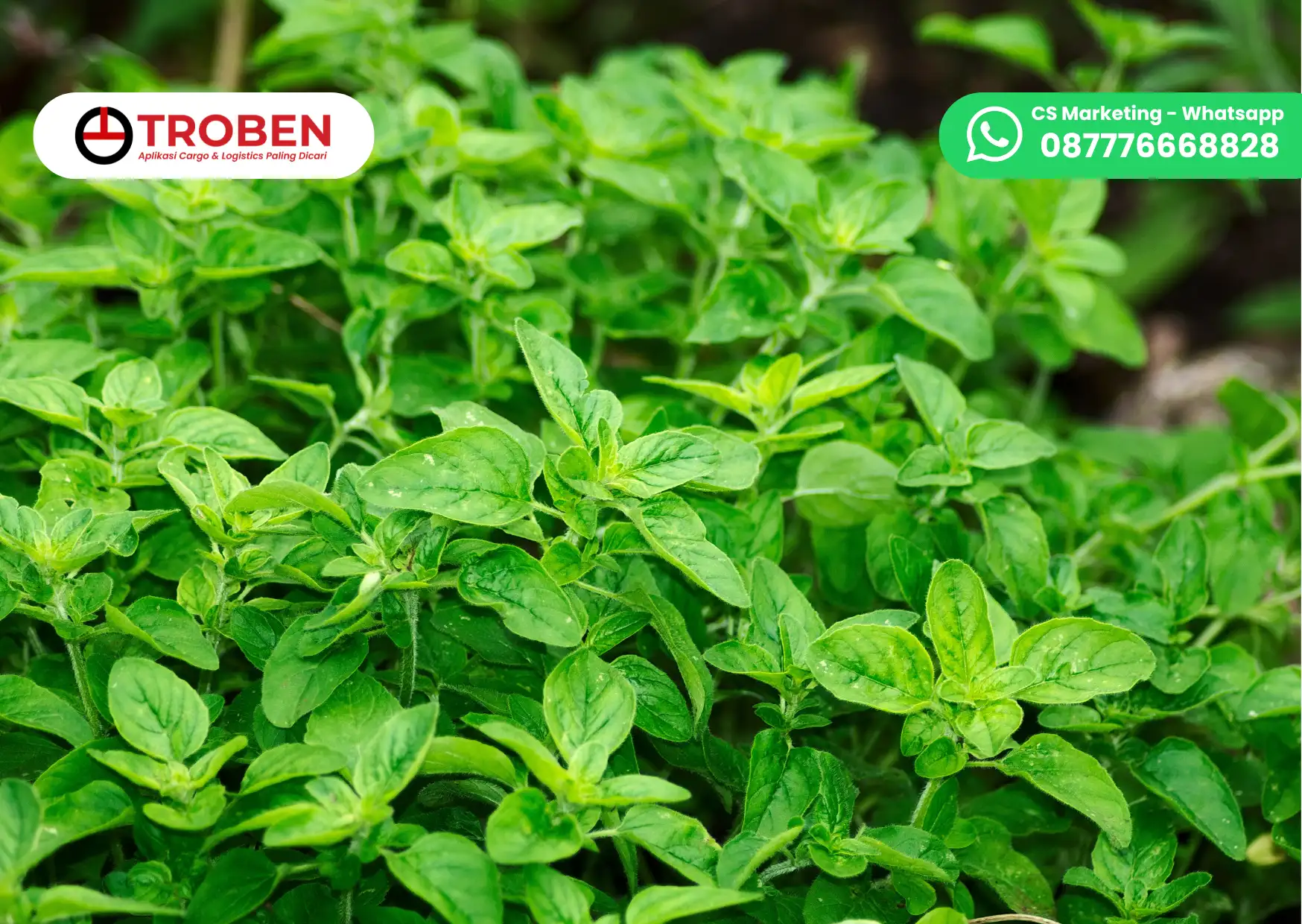 Jasa Kirim Tanaman dengan Ongkir Murah dan Aman Ke Seluruh Indonesia